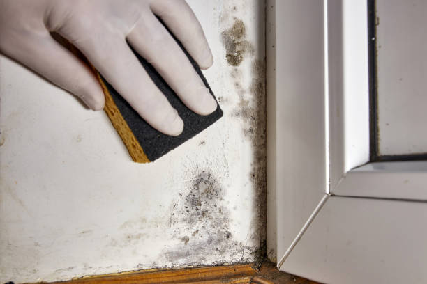Best Industrial Mold Remediation  in Alderton, WA